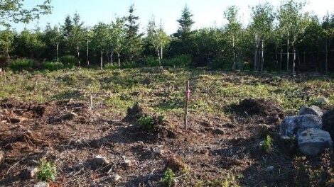 Off-Grid and Free: Siting a House and Elements of Our New Homestead Image